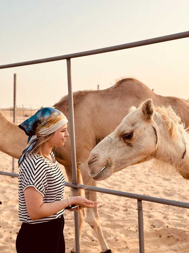 Camel Feeding
